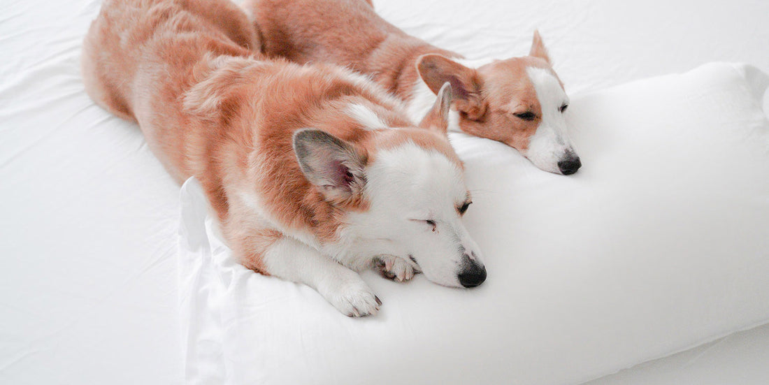 two corgi dogs sleeping on white peacock alley sheets