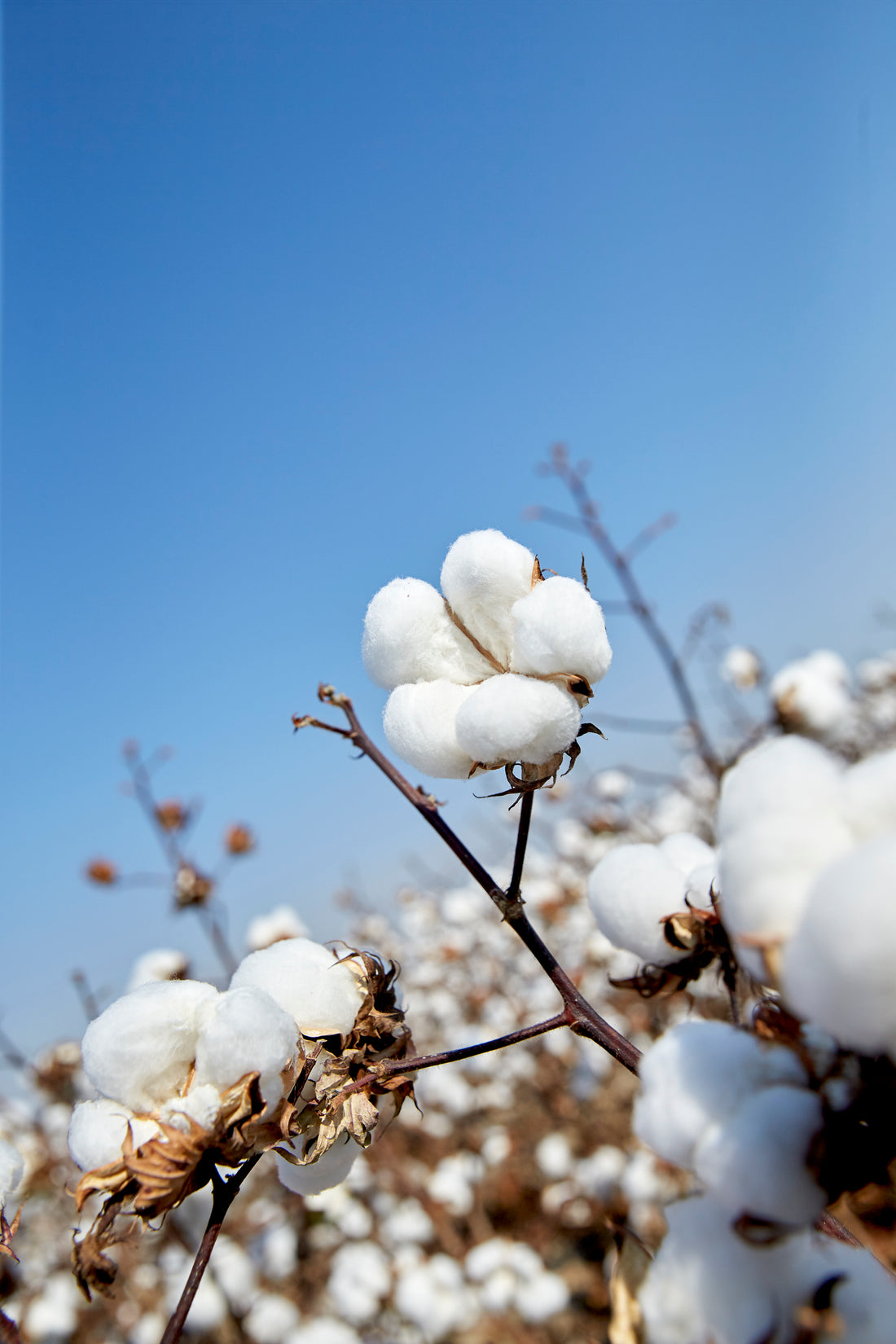 Organically Grown American Cotton