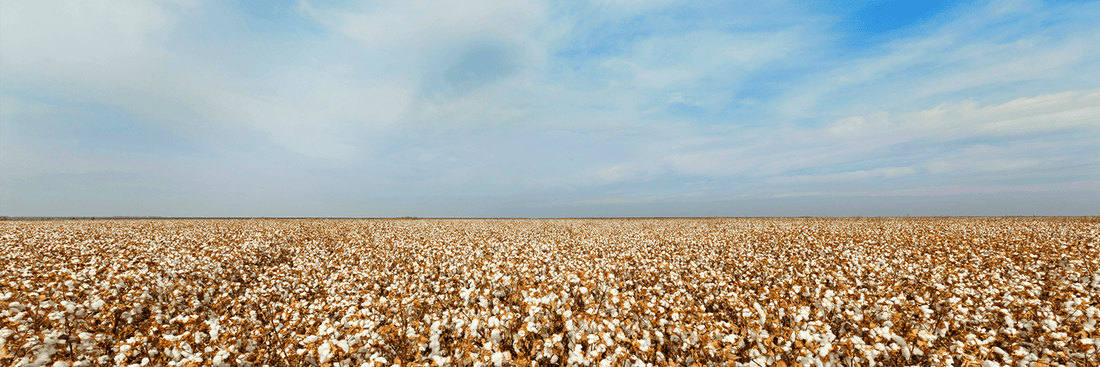 supima cotton field usa